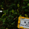 왕모람(Ficus pumila L.) : 무심거사