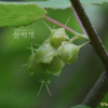 히어리(Corylopsis coreana Uyeki) : 별꽃