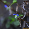 좀닭의장풀(Commelina communis var. angustifolia Nakai) : 카르마