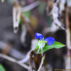 좀닭의장풀(Commelina communis var. angustifolia Nakai) : 카르마