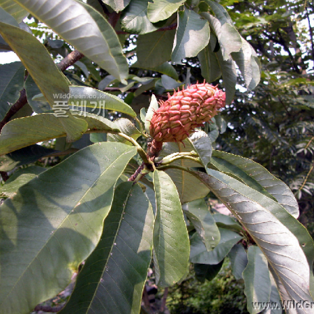 일본목련(Magnolia obovata Thunb.) : habal