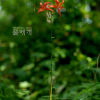 말나리(Lilium distichum Nakai ex Kamib.) : 산들꽃