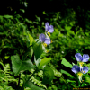 애기닭의장풀(Commelina communis L. f. minor (Y.N.Lee & Y.C.Oh) M.Kim) : 꽃사랑