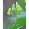 세잎돌쩌귀(Aconitum triphyllum Nakai) : 산들꽃