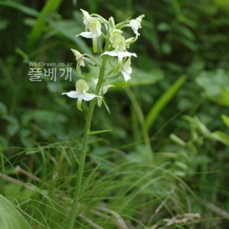 제비난초(Platanthera densa Freyn subsp. orientalis (Schltr.) Efimov) : 벼루