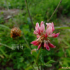 선토끼풀(Trifolium hybridum L.) : 산들꽃