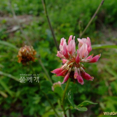 선토끼풀(Trifolium hybridum L.) : 塞翁之馬