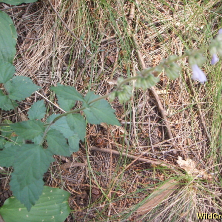 둥근배암차즈기(Salvia japonica Thunb.) : 봄까치꽃