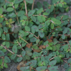 애기땅빈대(Euphorbia maculata L.) : 바지랑대