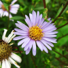 좀개미취(Aster maackii Regel) : 벼루