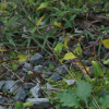 덩굴닭의장풀(Streptolirion volubile Edgew.) : 벼루