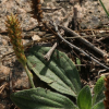 개질경이(Plantago camtschatica Cham. ex Link) : 산들꽃