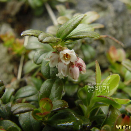 월귤(Vaccinium vitis-idaea L.) : 통통배
