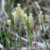 양지사초(Carex nervata Franch. & Sav.) : 무심거사