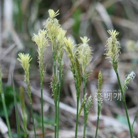 양지사초(Carex nervata Franch. & Sav.) : 고들빼기