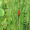 애기부들(Typha angustifolia L.) : 무심거사