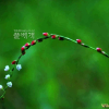바보여뀌(Persicaria pubescens (Blume) H.Hara) : 塞翁之馬