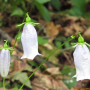 흰금강초롱꽃 : 필릴리
