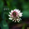 선토끼풀(Trifolium hybridum L.) : 산들꽃