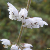 둥근배암차즈기(Salvia japonica Thunb.) : 봄까치꽃