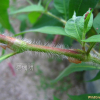 기생여뀌(Persicaria viscosa (Hamilt. ex D.Don) H.Gross ex Nakai) : 설뫼*