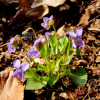 둥근털제비꽃(Viola collina Besser) : 설뫼