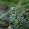 민구와말(Limnophila trichophylla (Kom.) Kom.) : 산들꽃