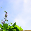 해녀콩(Canavalia lineata (Thunb.) DC.) : 풀잎사랑