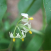 까마중(Solanum nigrum L.) : 현촌