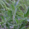 장대나물(Turritis glabra L.) : 꽃사랑