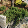 눈향나무(Juniperus chinensis var. sargentii Henry) : 파랑새