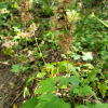 단풍취(Ainsliaea acerifolia Sch.Bip.) : 벼루