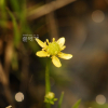 물미나리아재비(Ranunculus gmelinii DC.) : 통통배