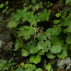 털바위떡풀(Saxifraga fortunei Hook. var. alpina (Matsum. & Nakai) Nakai) : 晴嵐