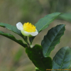 차나무(Camellia sinensis L.) : 무심거사