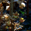 으름난초(Cyrtosia septentrionalis (Rchb.f.) Garay) : 오솔