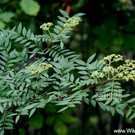 산초나무(Zanthoxylum schinifolium Siebold & Zucc.) : 河志