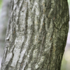 개서어나무(Carpinus tschonoskii Maxim.) : 무심거사