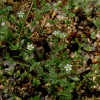 벼룩이자리(Arenaria serpyllifolia L.) : 푸른마음