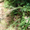 큰쥐꼬리새(Muhlenbergia huegelii Trin.) : 청암