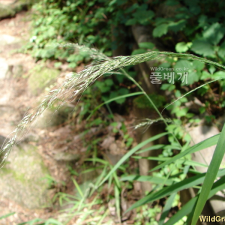 큰쥐꼬리새(Muhlenbergia huegelii Trin.) : 청암