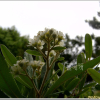 꼬리진달래(Rhododendron micranthum Turcz.) : 산들꽃