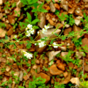 개싸리(Lespedeza tomentosa (Thunb.) Siebold ex Maxim.) : 버들피리