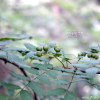 산초나무(Zanthoxylum schinifolium Siebold & Zucc.) : habal