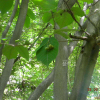사람주나무(Neoshirakia japonica (Siebold & Zucc.) Esser) : 현촌