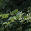털피나무(Tilia rufa Nakai) : 꽃사랑