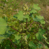 도꼬마리(Xanthium strumarium L.) : 들국화