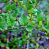 둥근잎개야광(Cotoneaster integerrimus Medik.) : habal