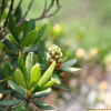 꼬리진달래(Rhododendron micranthum Turcz.) : 산들꽃