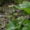 고추냉이(Eutrema japonicum (Miq.) Koidz.) : 통통배